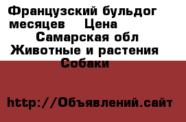 Французский бульдог  8 месяцев  › Цена ­ 10 000 - Самарская обл. Животные и растения » Собаки   